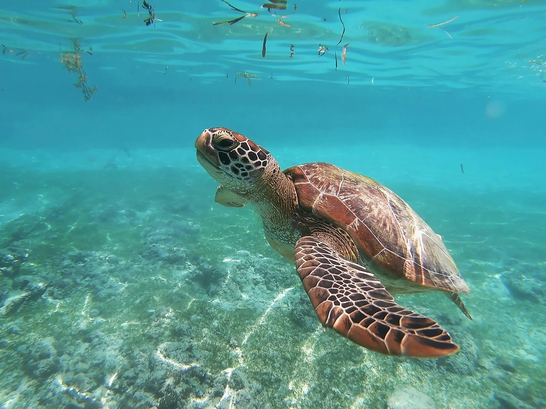 A sea turtle swimming above the reef in Moalboal