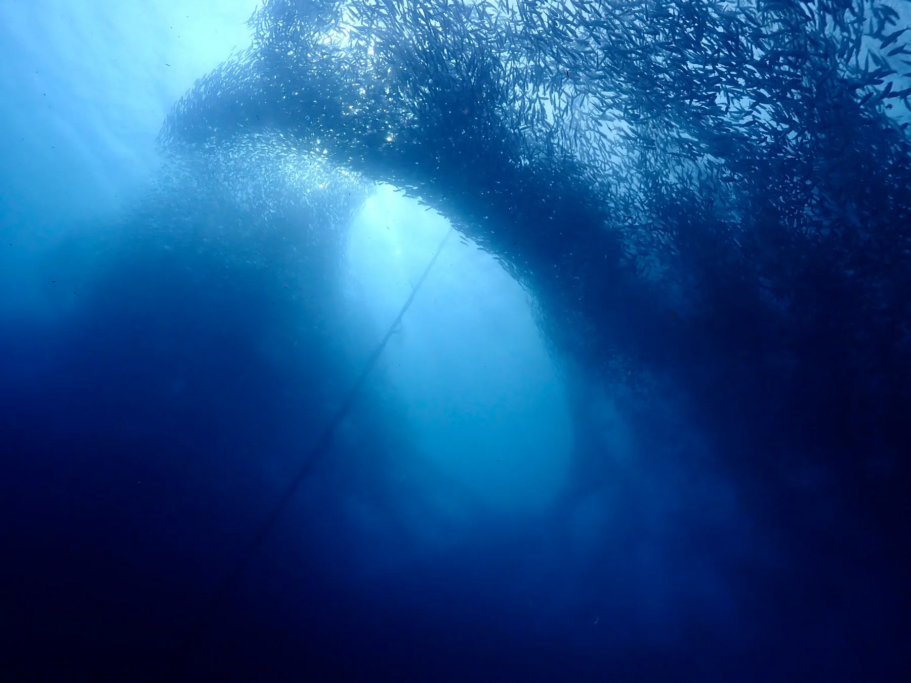 A school of sardines fills the blue water off Moalboal