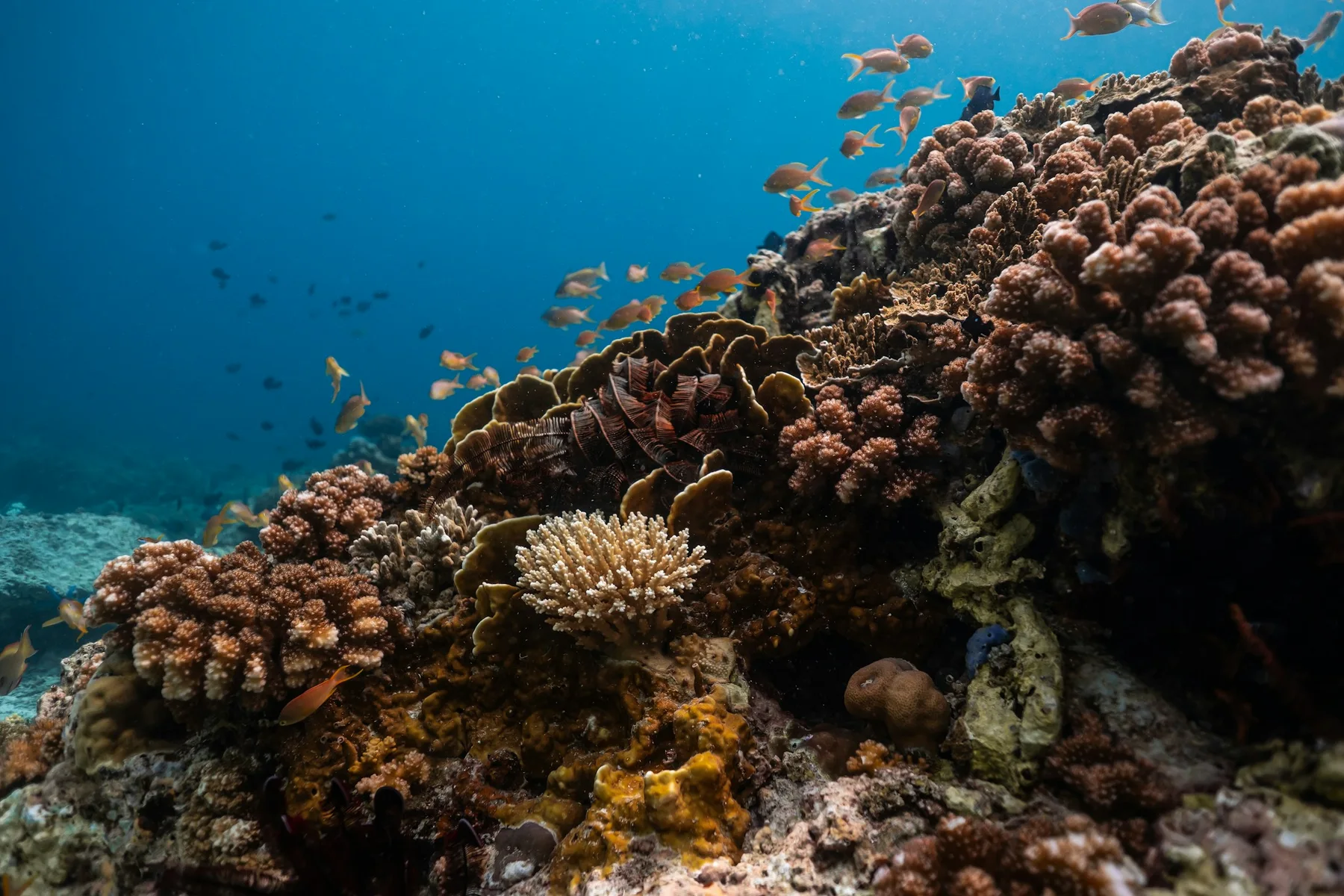 Fish above the coral reef in Moalboal