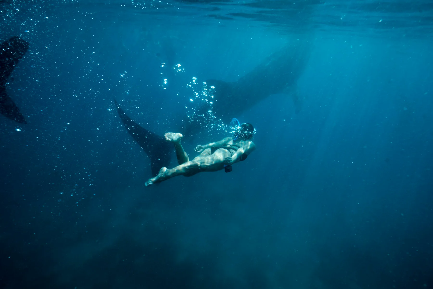 A snorkeler and whale shark underwater in Oslob